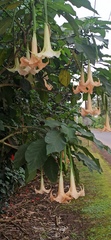 Brugmansia versicolor