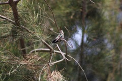 Cynanthus latirostris