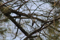 Cynanthus latirostris