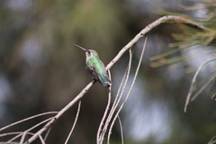 Cynanthus latirostris