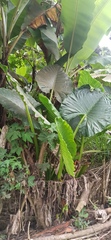 Alocasia macrorrhizos