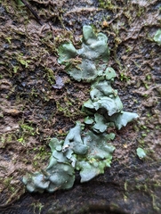 Dermatocarpon muhlenbergii