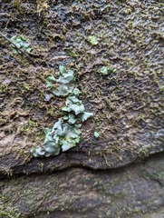 Dermatocarpon muhlenbergii