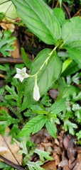 Spigelia humboldtiana