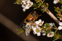 Austalis pulchella
