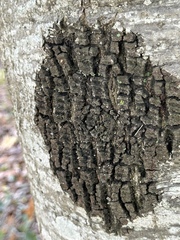 Phytophthora ramorum