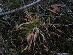 Dichanthelium laxiflorum
