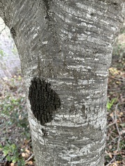 Phytophthora ramorum