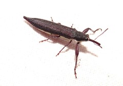 Rhinotia phoenicoptera