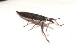 Rhinotia phoenicoptera