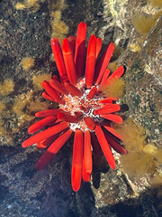 Heterocentrotus mamillatus