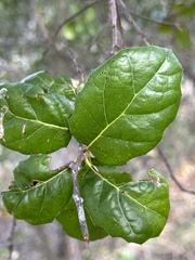 Phytophthora ramorum