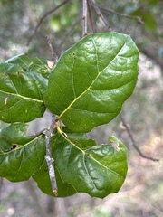 Phytophthora ramorum