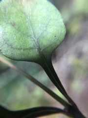Coprosma arborea