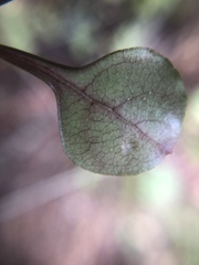Coprosma arborea