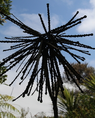 Pseudopanax ferox