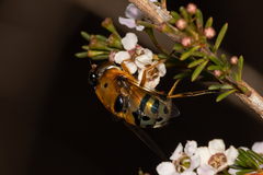 Austalis pulchella