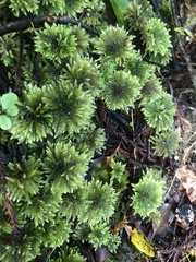 Hypnodendron