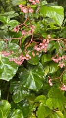 Begonia manicata