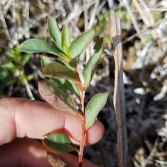 Ludwigia alata