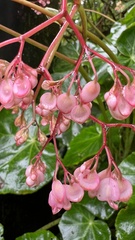Begonia manicata