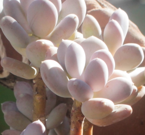 Pachyphytum glutinicaule