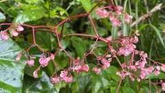 Begonia manicata