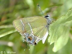 Callophrys xami