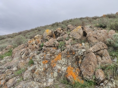 Dudleya abramsii setchellii