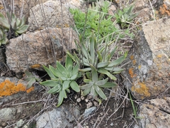 Dudleya abramsii setchellii