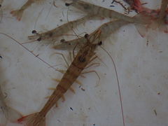Penaeus setiferus