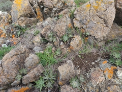 Dudleya abramsii setchellii