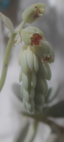 Pachyphytum werdermannii Poelln. 3