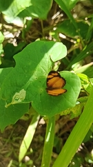 Tegosa