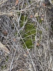 Syntrichia ruraliformis