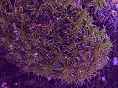 Syntrichia ruraliformis