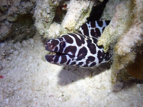 Laced Moray