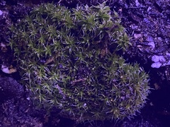 Syntrichia ruraliformis