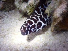 Gymnothorax favagineus