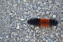 Pyrrharctia isabella