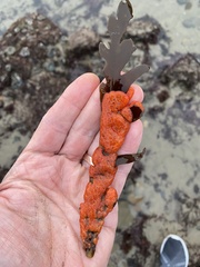 Metandrocarpa dura