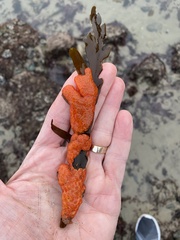 Metandrocarpa dura