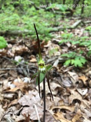 Isotria verticillata