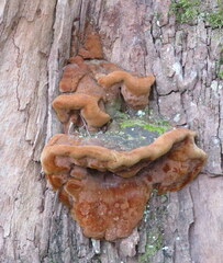 Fuscoporia torulosa