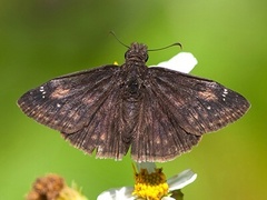 Erynnis zarucco
