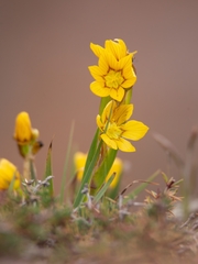 Sisyrinchium macrocarpum