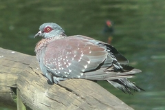 Columba guinea phaeonota