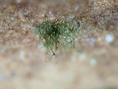 Crepidomanes intricatum