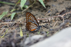 Graphium macareus