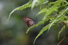 Graphium macareus